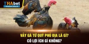 Vảy Gà Tứ Quý Phủ Địa Là Gì? Có Lợi Ích Gì Không?