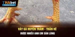 Vảy Gà Huyền Trâm - Thần Kê Được Nhiều Anh Em Săn Lùng