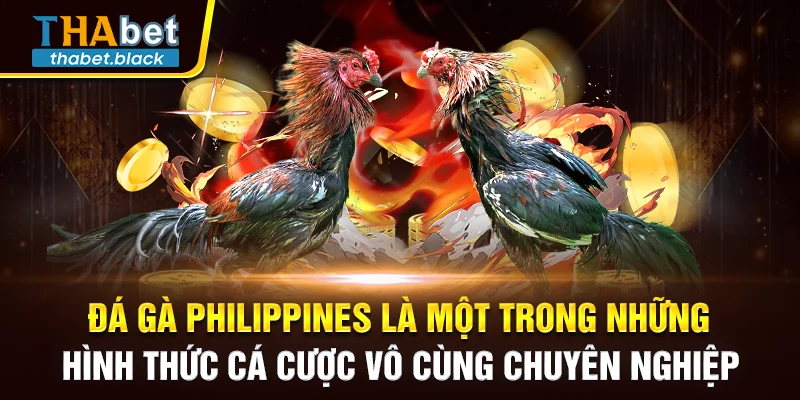 Đá gà Philippines là một trong những hình thức cá cược vô cùng chuyên nghiệp