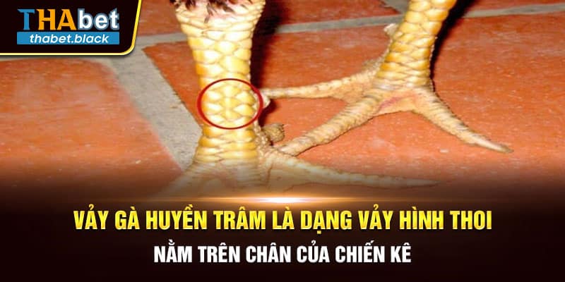 Vảy gà Huyền Trâm là dạng vảy hình thoi nằm trên chân của chiến kê