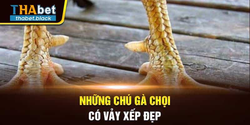 Những chú gà chọi có vảy xếp đẹp 