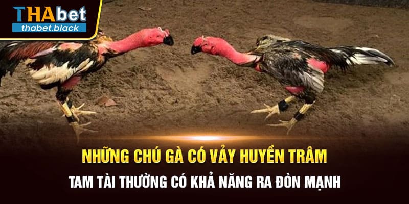 Những chú gà có vảy Huyền Trâm tam tài thường có khả năng ra đòn mạnh