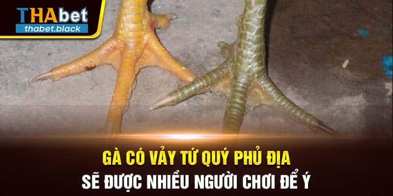 Gà có vảy tứ quý phủ địa sẽ được nhiều người chơi để ý 