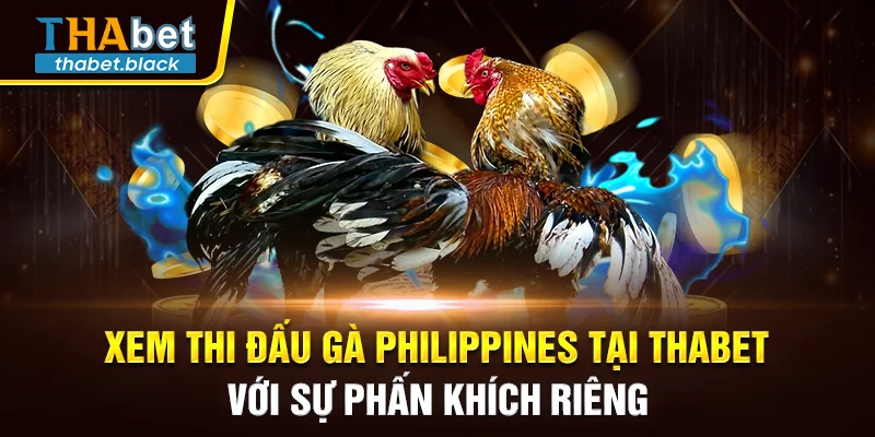 Xem thi đấu gà Philippines tại Thabet với sự phấn khích riêng