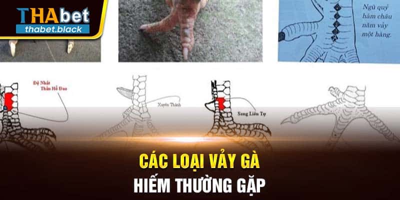 Các loại vảy gà hiếm thường gặp 